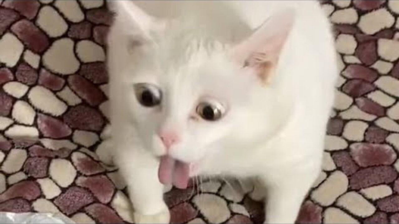 Cats Gagging Compilation