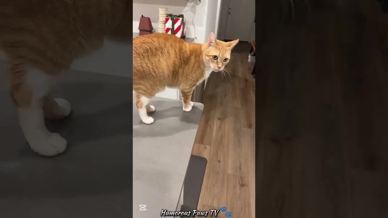 Funniest Animal Moments You’ll Watch on Repeat!