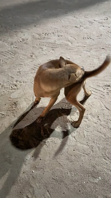 When You Finally Catch Your Tail 😂🐶