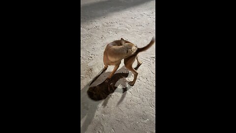 When You Finally Catch Your Tail 😂🐶