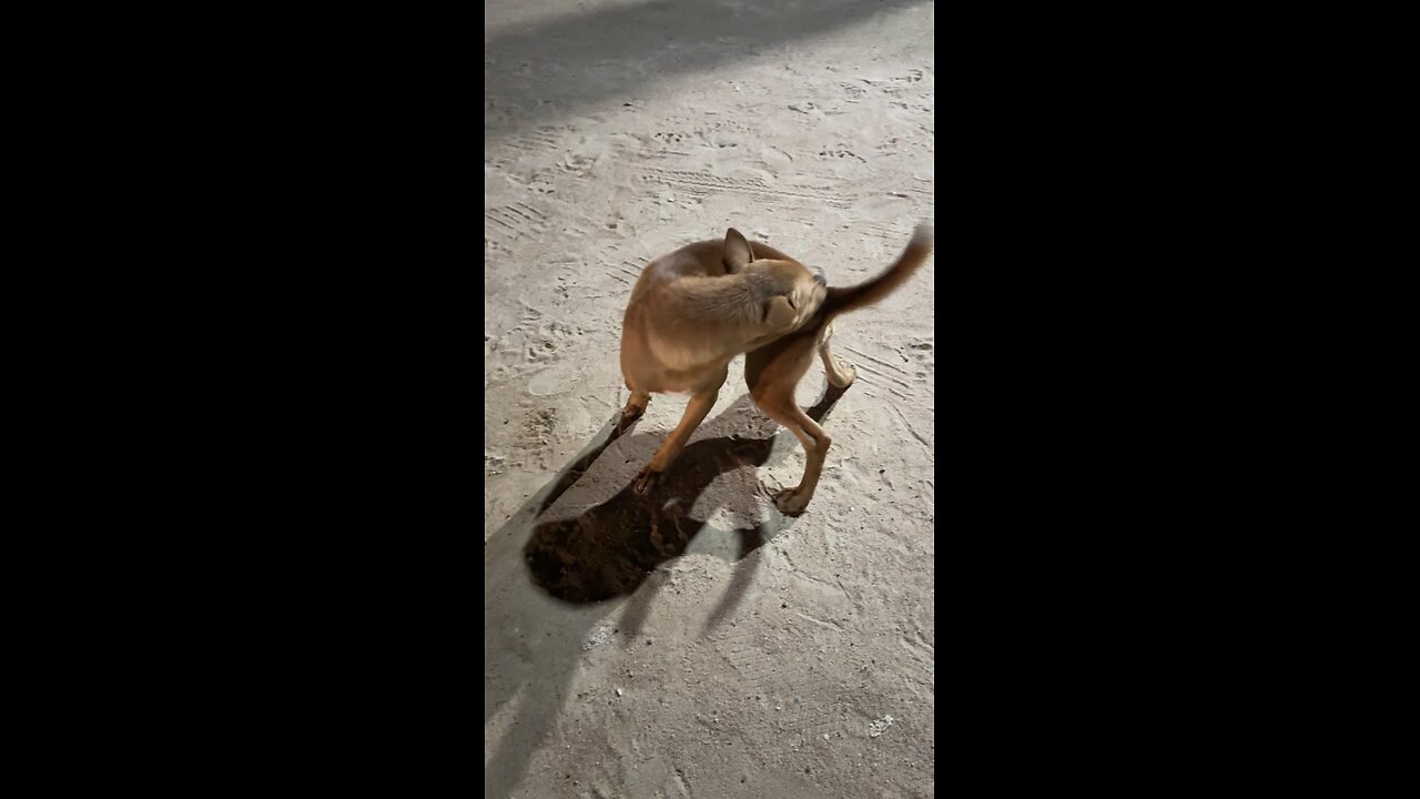 When You Finally Catch Your Tail 😂🐶