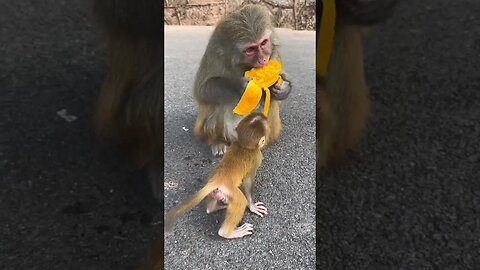 Baby monkey: Give me a mango, mom!