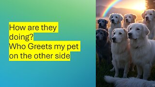 Who Meets and Greets your Fur Babies on the Other side