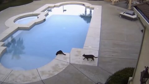 silly cats