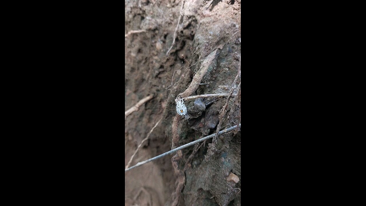 I Found a Beautiful Bug 🐛 | Nature's Tiny Wonder Up Close!
