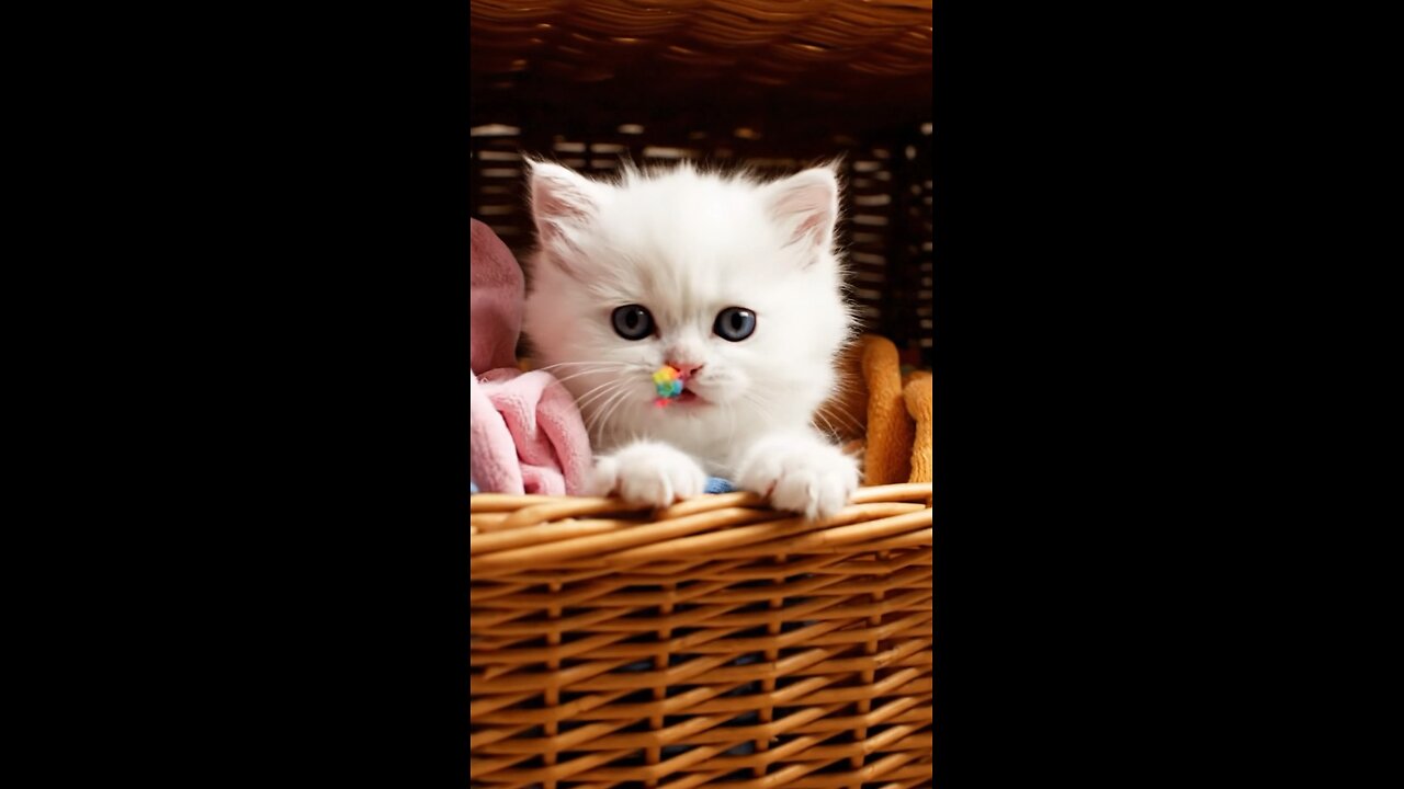 Tiny Kitten vs. Her Own Tail 😂 | The Funniest Cat Video You’ll See Today!