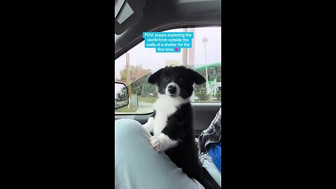 Adopted dog sees the world outside the shelter for the first time.🥰🐶