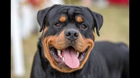 Are Rottweilers Really Dangerous ? Let's Be Fair -