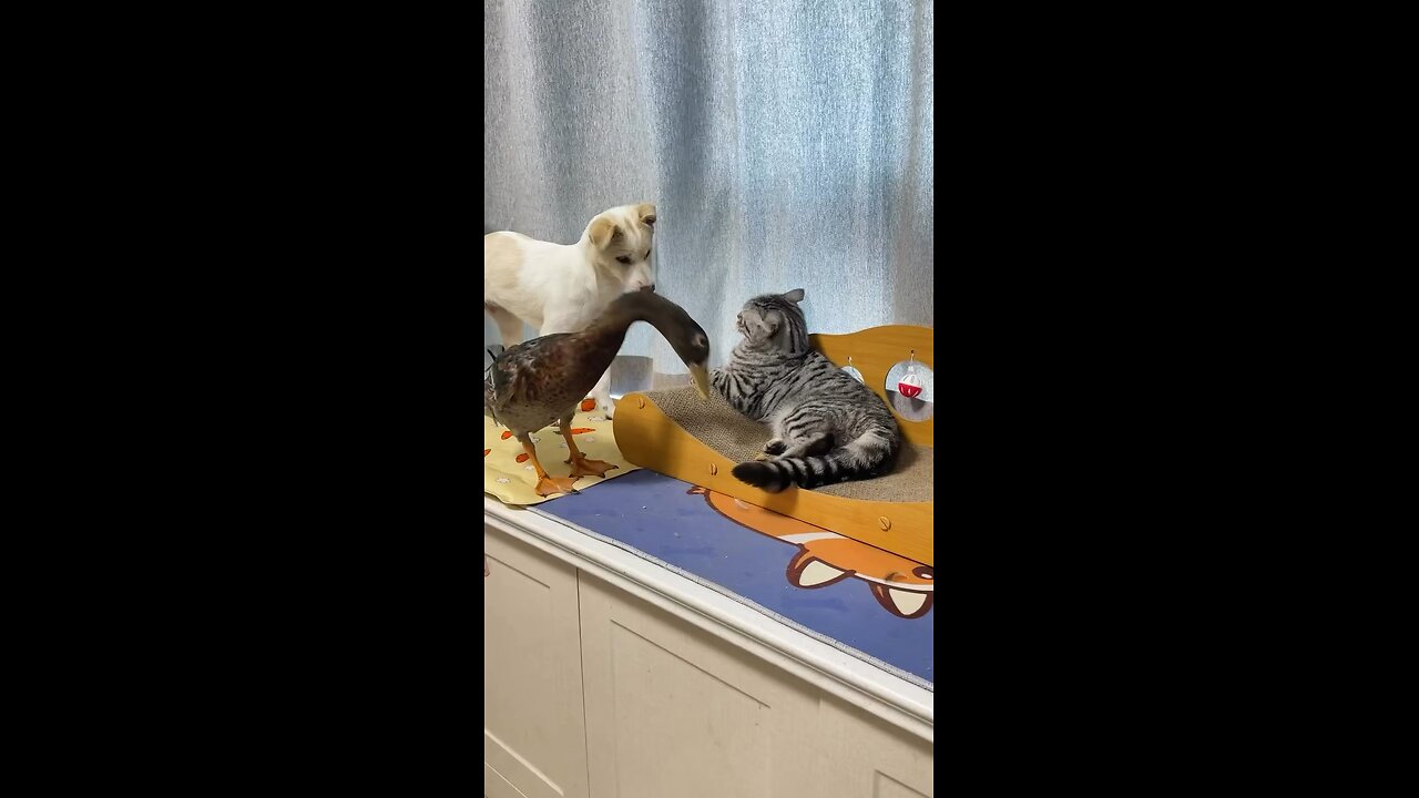 Duck vs dog 😂