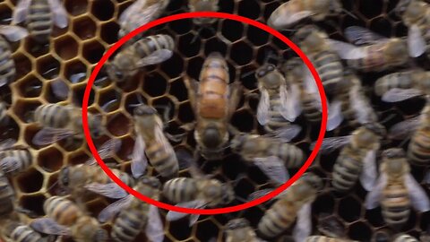 Freshly hatched queen bee