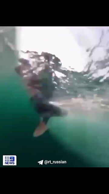 "Australian Windsurfer's Exceptional Experience with a Whale"