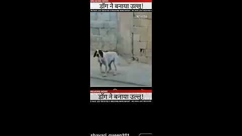 Dog made a fool out of it!