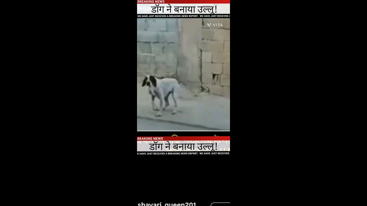 Dog made a fool out of it!
