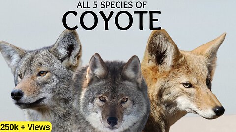 All 5 SPECIES of COYOTE... & their identifying features