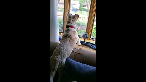 Tazer barks at...?