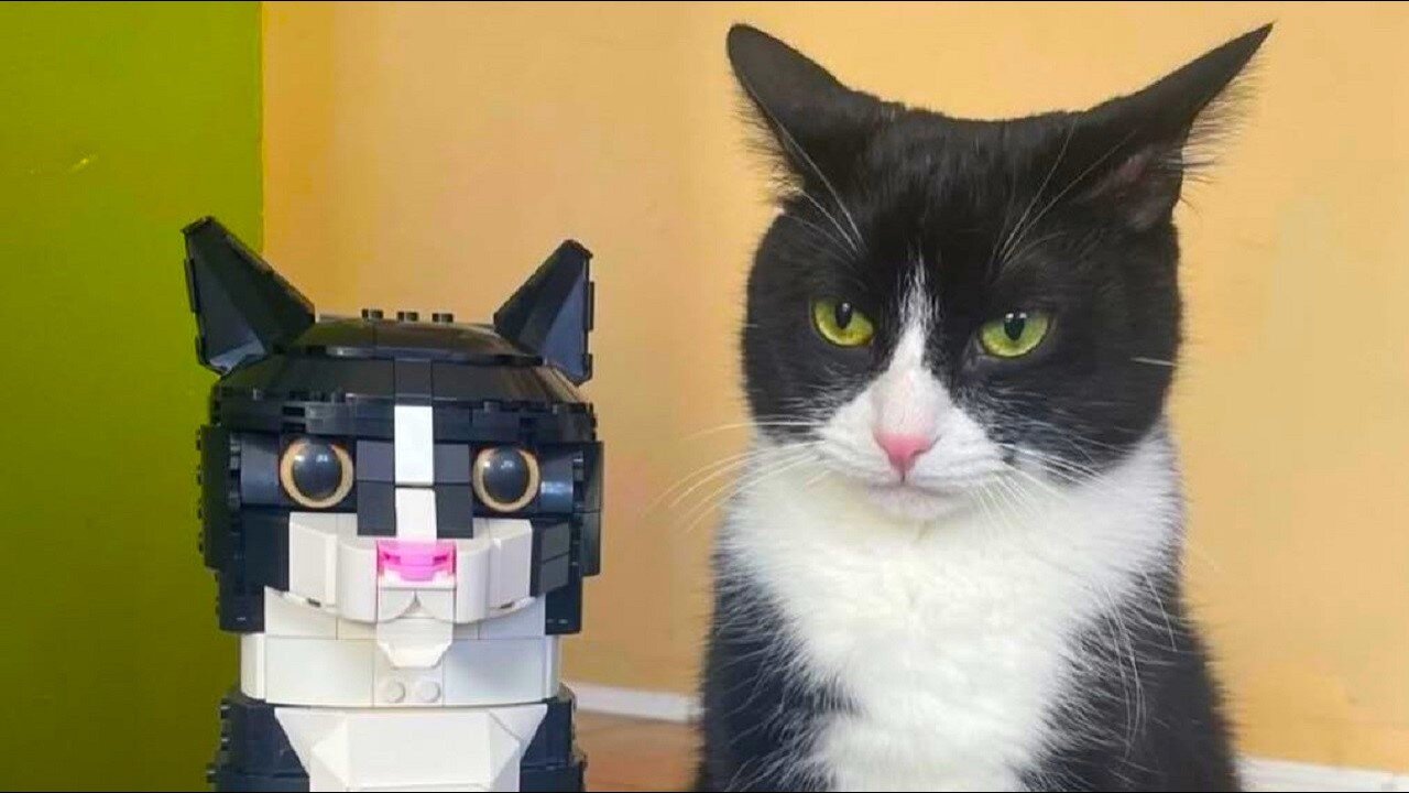 Cats thoughts are unpredictable