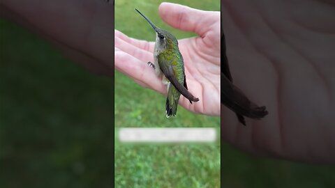 The hummingbird is stuck in the web and the man saved her