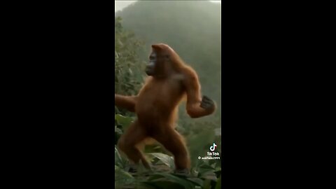 Monkey dance #dance