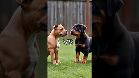 Rottweiler Puppy vs Pitbull puppy ( German Shepherd, Husky, Doberman, labrador retriever, Pointer).