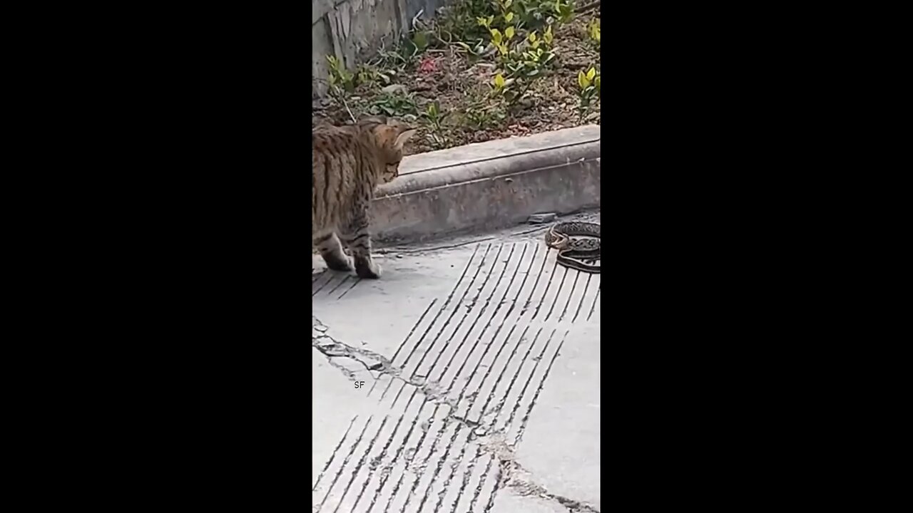 funny animals