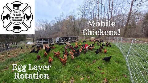 Egg Layer Rotation. Sounds of the Farmstead ASMR