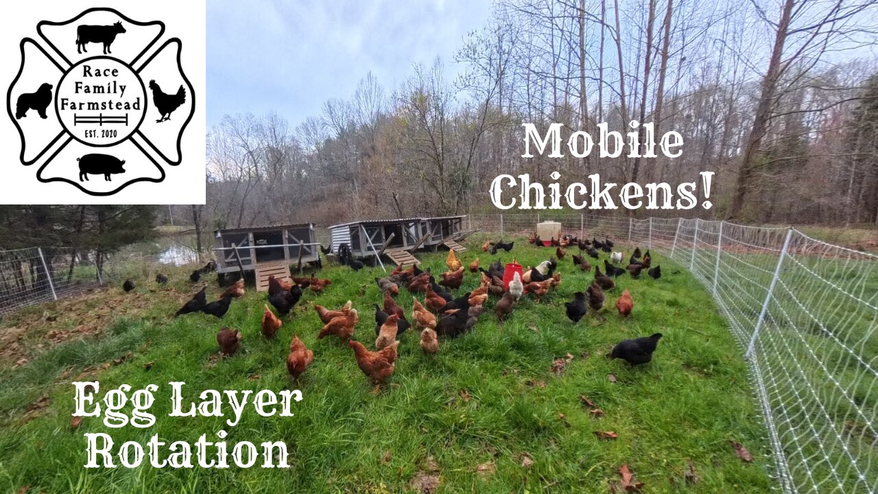 Egg Layer Rotation. Sounds of the Farmstead ASMR