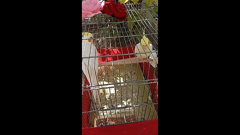 lovely birds in cage🦜🦜