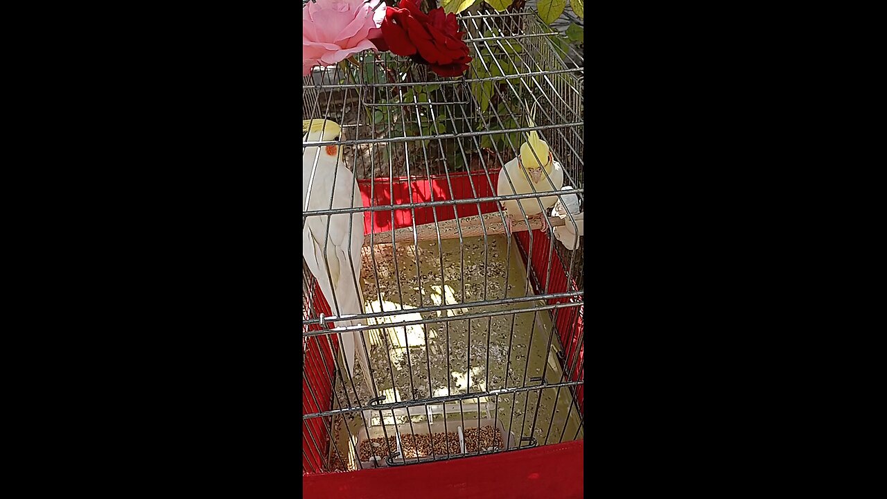 lovely birds in cage🦜🦜