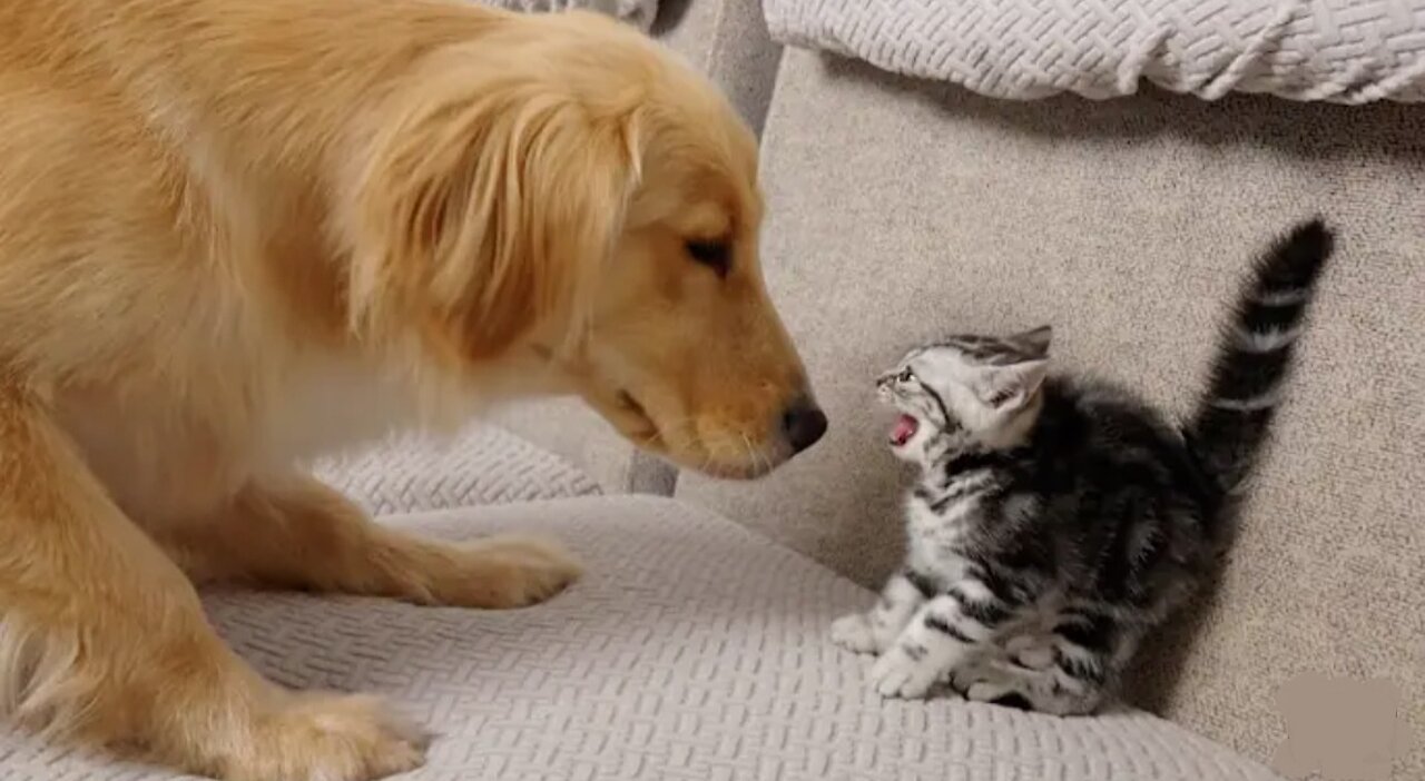 Cat and Dog meet each other for the first timeš¤£