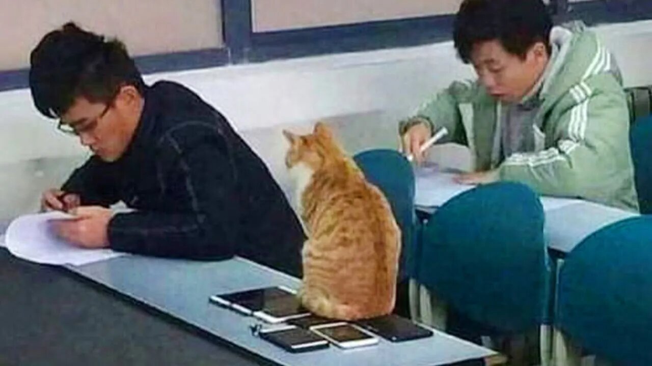 When Your Cat Becomes the Teacher's Assistant! 😂 Funny Cat and Human Moments