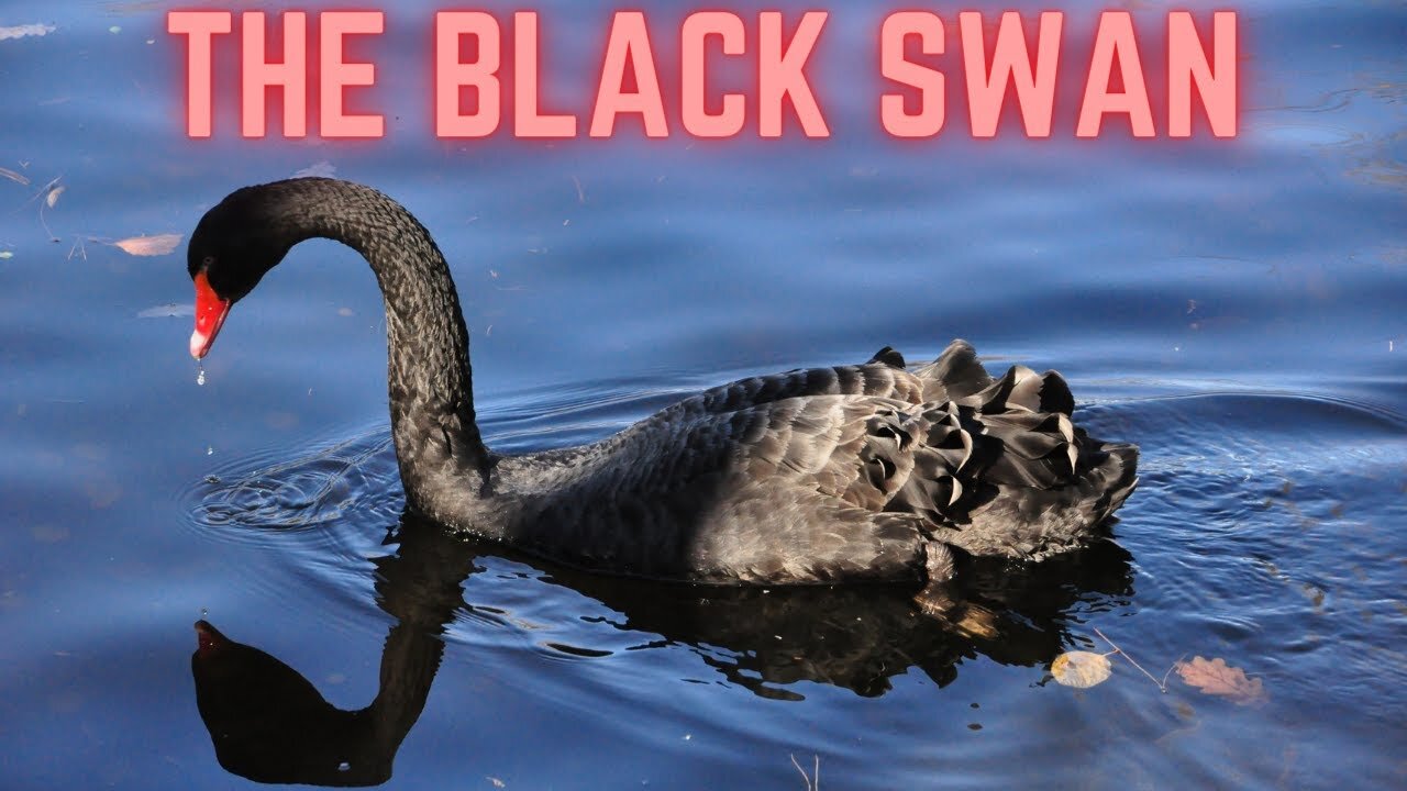 The Black Swan
