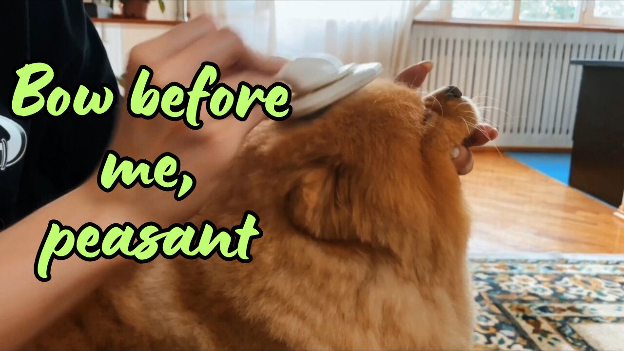 Funny Cat Moments: Royal Attitude, Sneaky Pounce, and Cuteness Overload!| Pawfect LOLs #15
