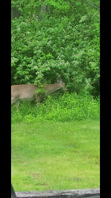 Deer Out Our Kitchen Window This Evening 05-01-2025