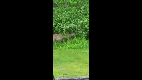 Deer Out Our Kitchen Window This Evening 05-01-2025