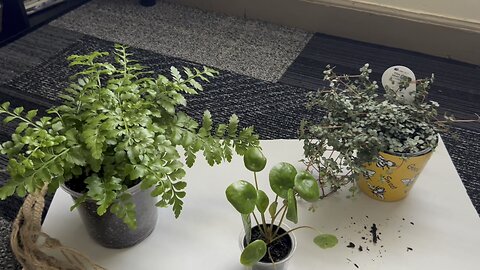 Happy Saturdays ~ Simple Things Like Plants Music Incense & the Farmers Market