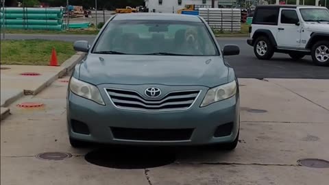 A Bossy Dog That Can Honk the Horn
