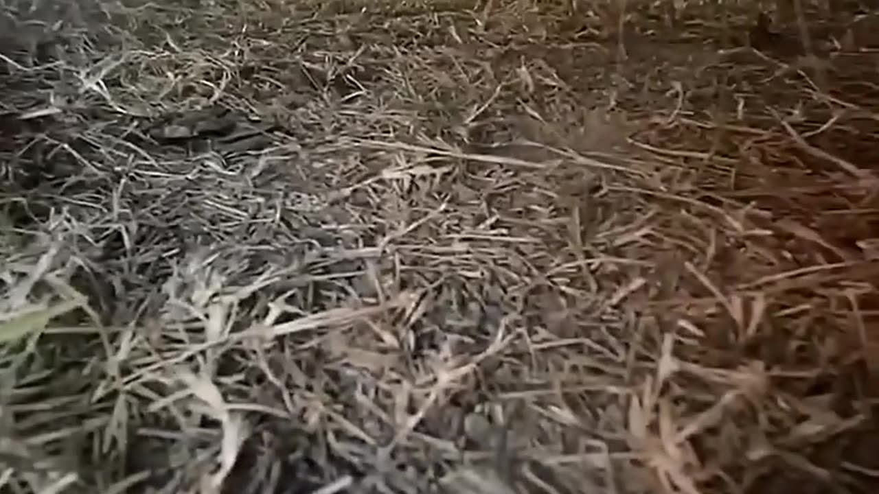 Cats_and_their_suffering_in_the_streets