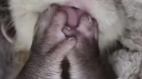 Baby otters are the cutest