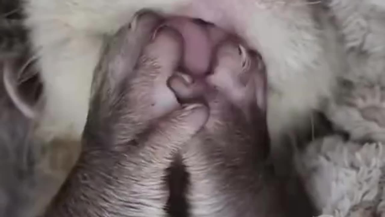 Baby otters are the cutest