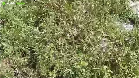 pahadi of pahad