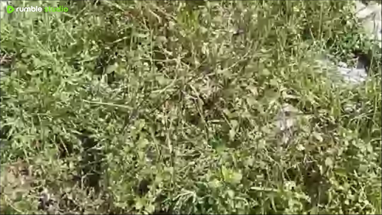 pahadi of pahad