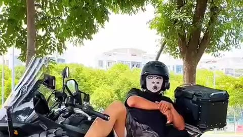 Trasition cats