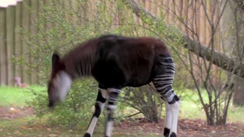 'Poo Zoo' project aims to save at-risk species with animal dung