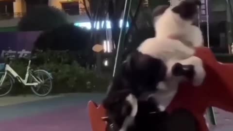 funny animals best moments 4