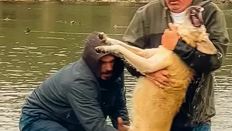 Must Watch: Viral video captured while visiting Arizona - Man saves his dog
