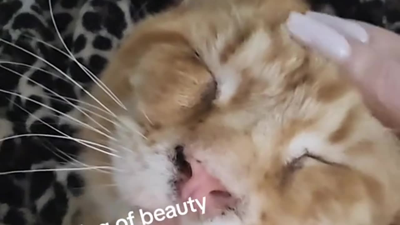 Maine Coon Henry Just a thing of beauty