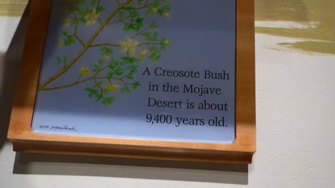 Elderly plant is a legend, and also quite legendary!