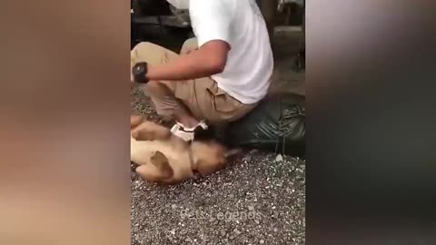 Funny cat and dog video
