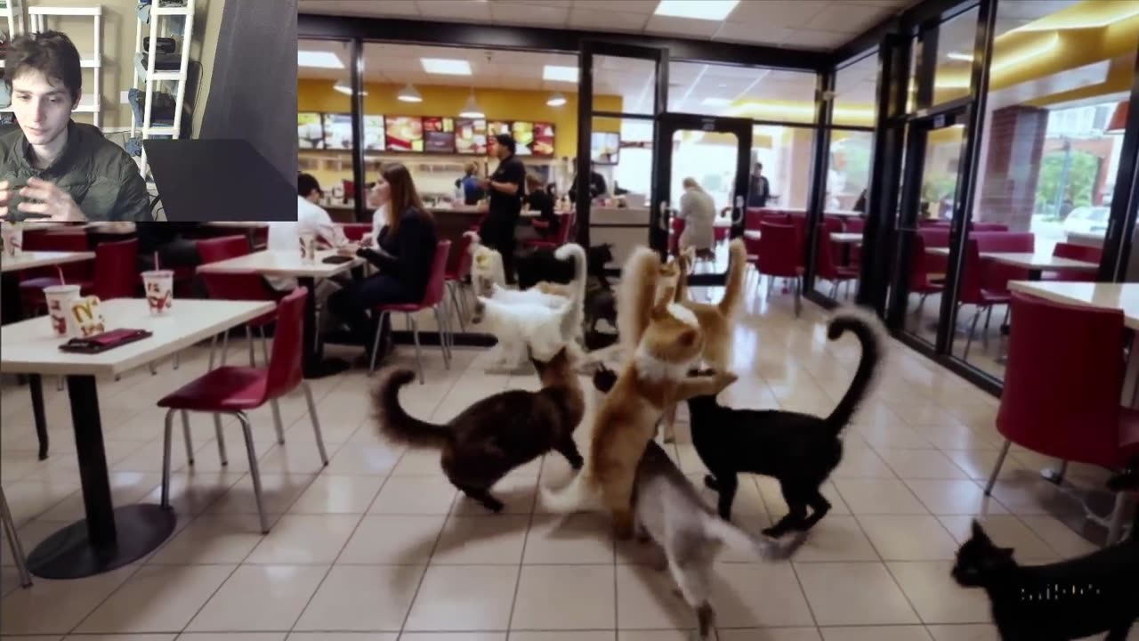 Cats Roam Around McDonald's Fake Funny Parody Video With Live Commentary