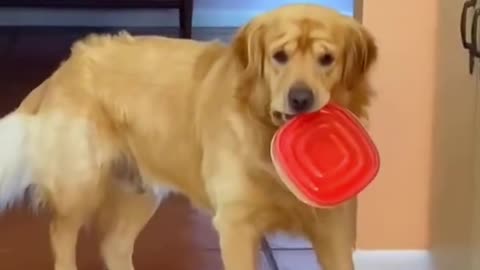 Caught in the act 😂 #funnydogmoments